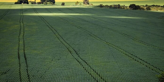 Aerial view of a large green farmland field with parallel crop rows and faint tire tracks along the surface, trees on the horizon.