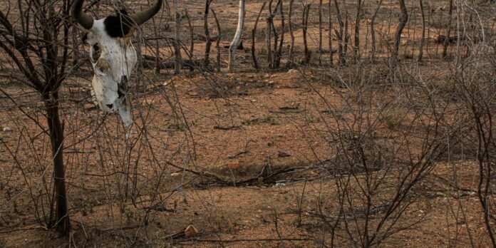 Desert scene with a weathered cow skull hanging from a branch among dry, spindly bushes.