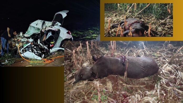 Nighttime car crash with a heavily damaged white car; inset shows a dead large mammal in tall grass field.
