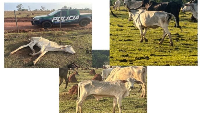 Collage of cattle on a farm: a white cow lies on the dirt near a Polícia Militar pickup, while other cows graze in sunlit fields.