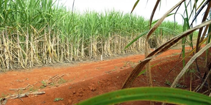 Row of tall green sugarcane plants along a reddish dirt path in a field.
