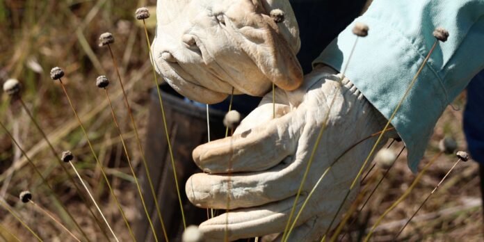 Close-up of gloved hands pulling dried seed heads from tall, thin stems in a field