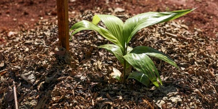 Young green palm seedling growing in dry leaf mulch next to a wooden stake in bright sunlight.