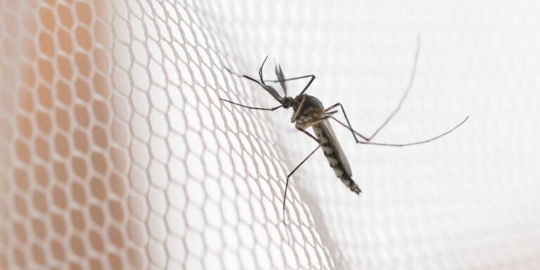 Noroeste de São Paulo registra maior incidência de casos de dengue