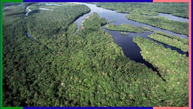 Brasil registra quedas recordes no desmatamento da Amazônia e do Cerrado