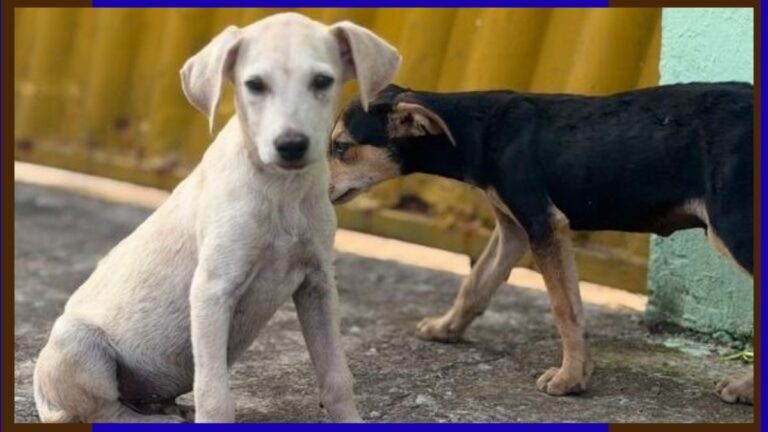 Polícia Civil resgata filhotes de cães e autua homem por maus-tratos