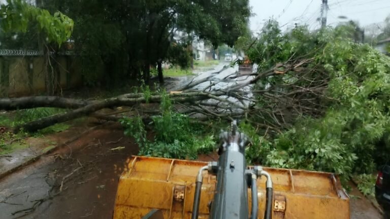 Prefeitura remove árvores após chuva superar metade da média mensal em Dourados 